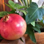 punica-granada-fruit