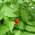 framboisier-des-antilles